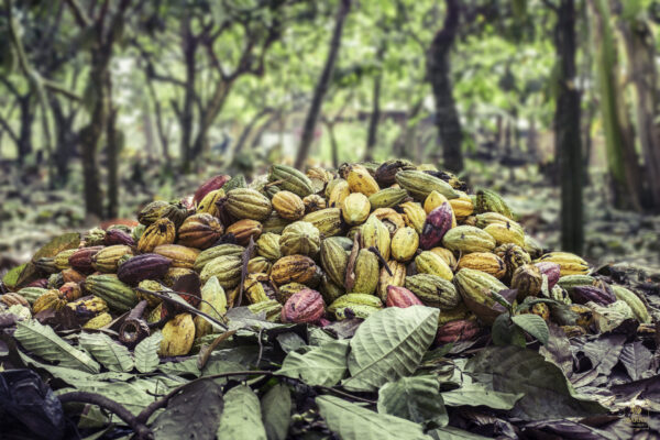 Barry Callebaut: Plantation - Tanzania - Cocoa Pods Crop