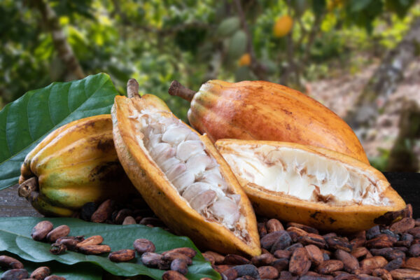 Barry Callebaut: Cut cocoa fruits and raw cocoa beans with defocused cocoa plantation in the background